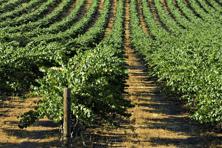 Vineyard Scene #61